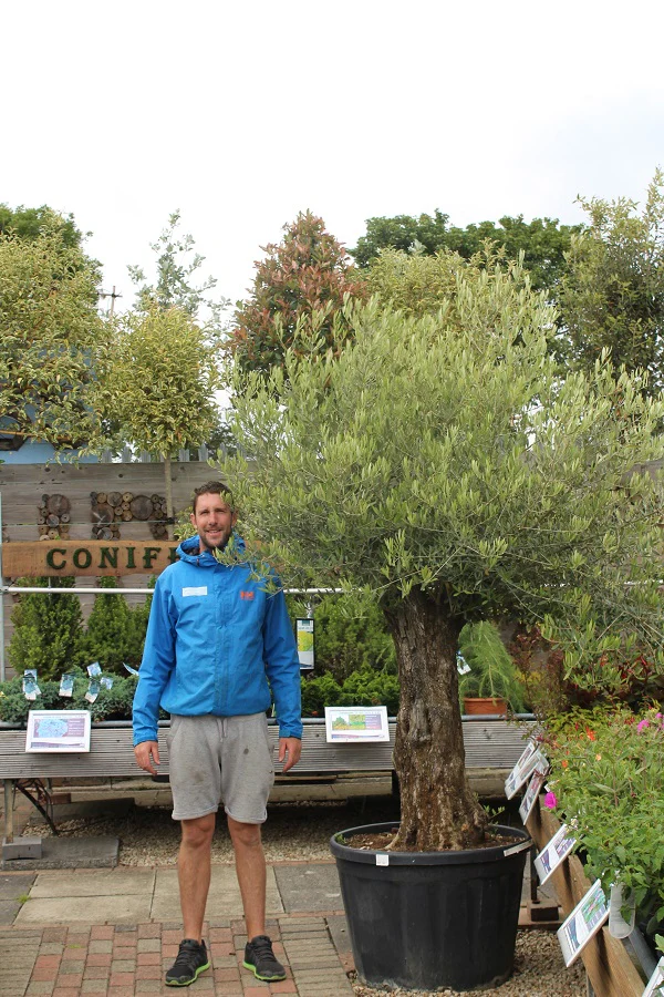Olea europaea