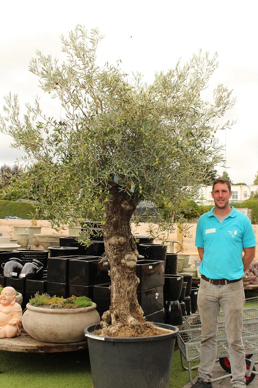 Olea europaea