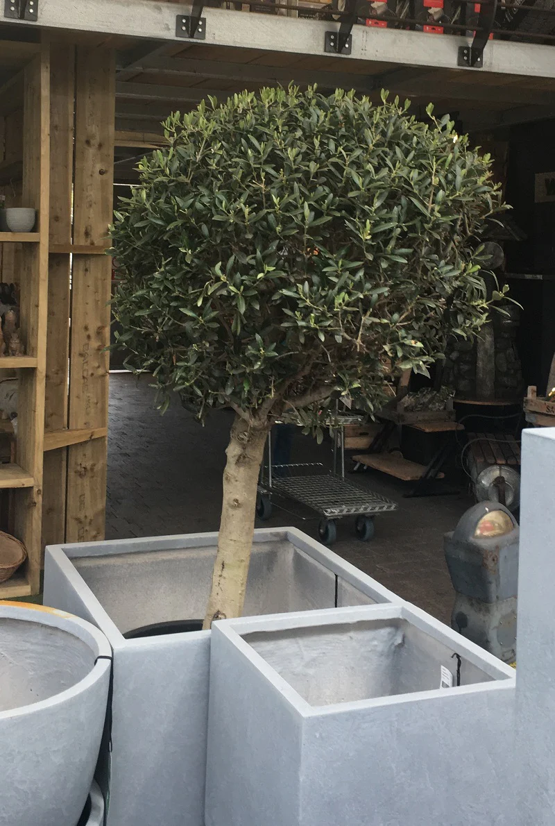 Olea europaea