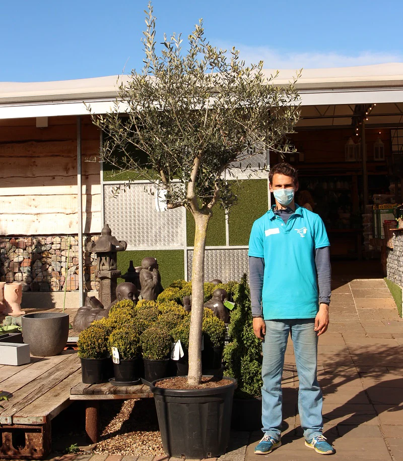 Olea europaea