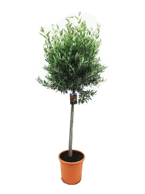 Olea europaea