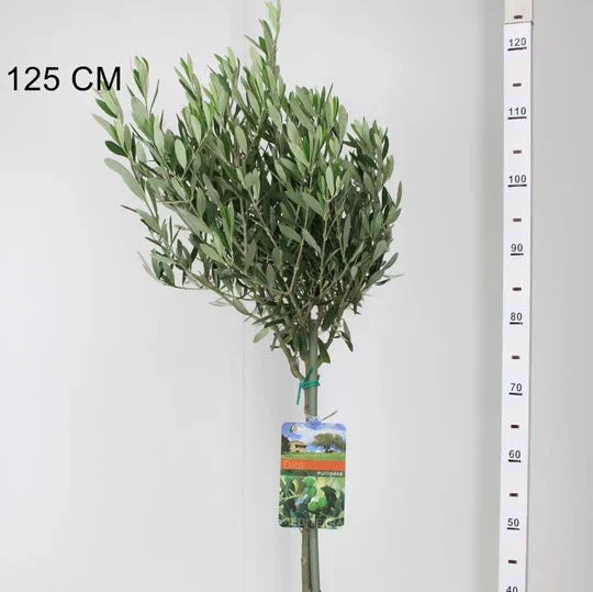 Olea europaea Olea Europaea Stem - 1241 - Image 3
