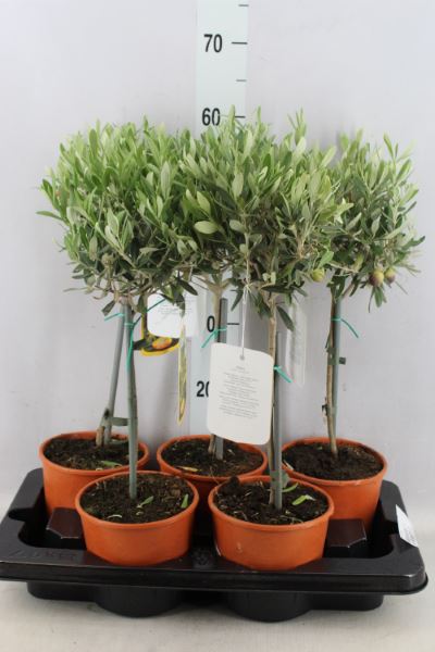 Olea europaea on stem