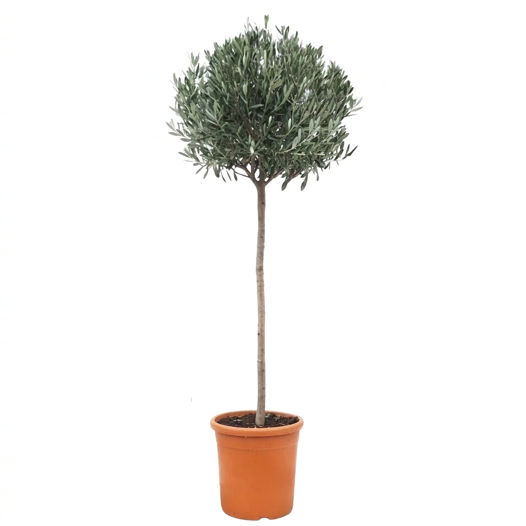 Olea europaea on stem P30 - Image 2