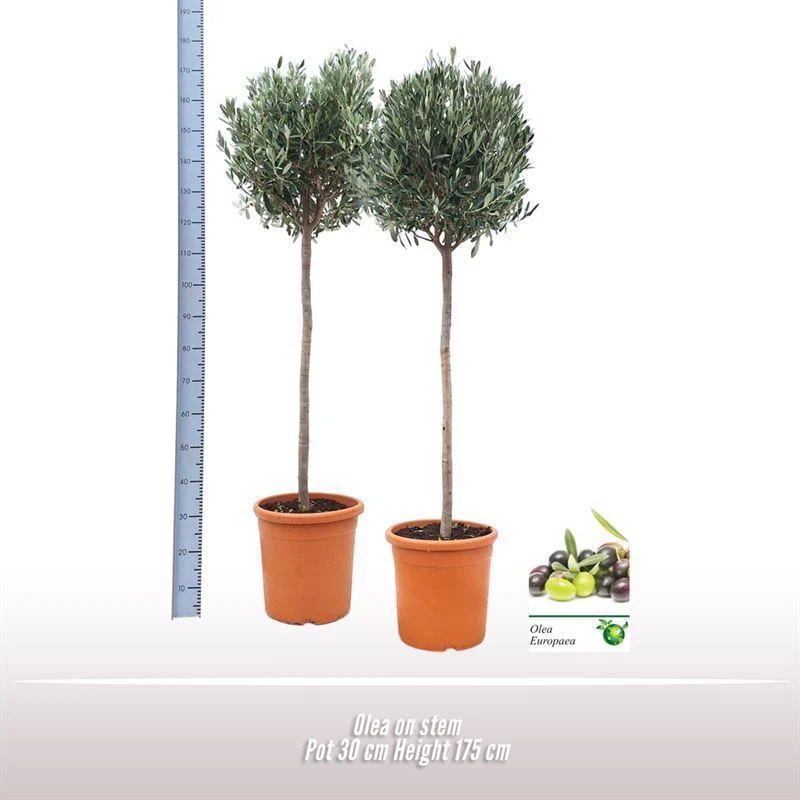 Olea europaea on stem P30 - Image 3