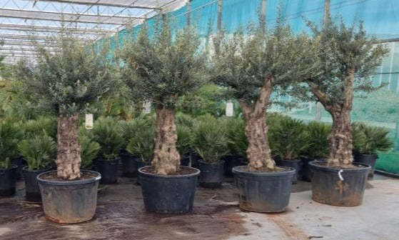 Olea europaea  P85