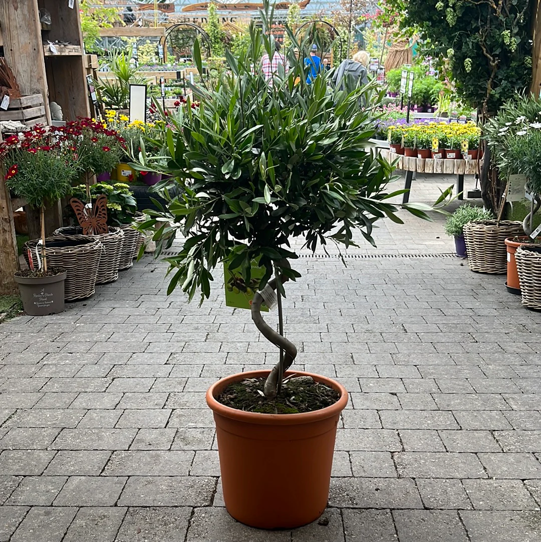 Olea Europaea Spiral - Image 2
