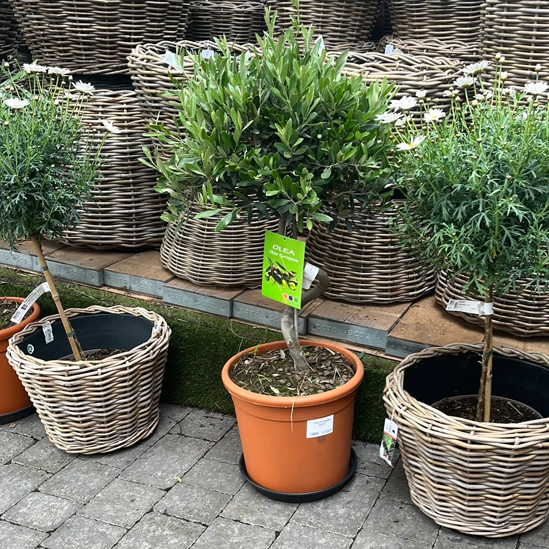Olea Europaea Spiral - Image 3