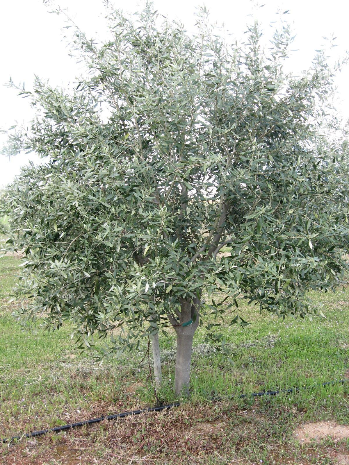 OLEA EUROPEA IN CVS CIOTOLA 50 LT 25 / 30 CIRC. TR. 16 - 20 CM 1/4 STD