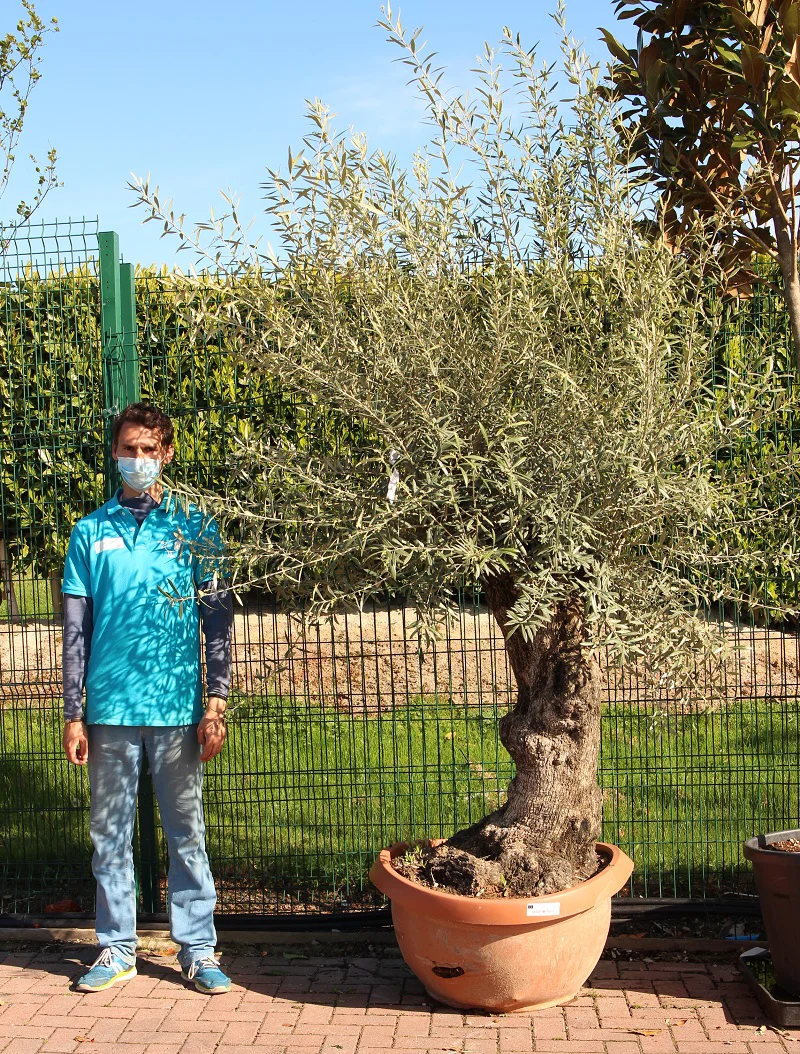 OLEA EUROPEA IN CVS CIOTOLA DIAM. 90 CM CLT 160   CIRC. TR. 100 - 140 CM  1/2 STD   BONSAI