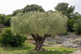 OLEA EUROPEA IN CVS CIOTOLA DIAM. 90 CM CLT 160   CIRC. TR. 100 - 140 CM  1/2 STD   BONSAI - Image 2