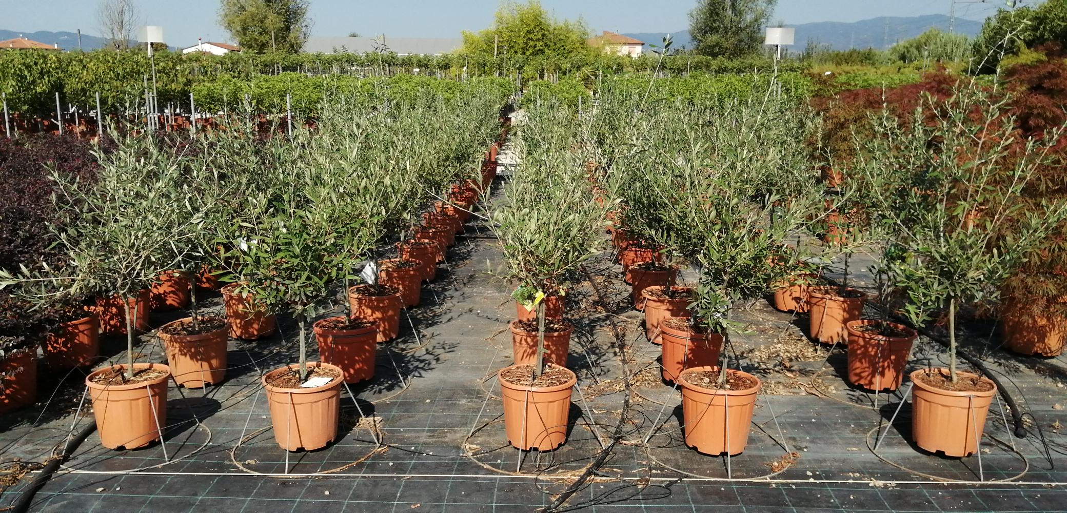 OLEA EUROPEA IN CVS CLT 10 CIRC. TR. 06 - 08 CM 1/4 STD
