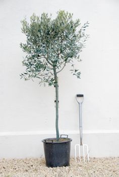 OLEA EUROPEA IN CVS CLT 18 / 25 CIRC. TR. 10 - 12 CM 1/2 STD