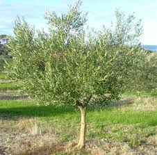 OLEA EUROPEA IN CVS CLT 50 CIRC. TR. 10 - 14 CM 1/2 STD f. libera