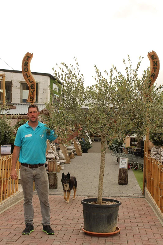 OLEA EUROPEA IN CVS CLT 50   CIRC. TR. 16 - 18 CM  1/2 STD   TESTA FORMA LIBERA