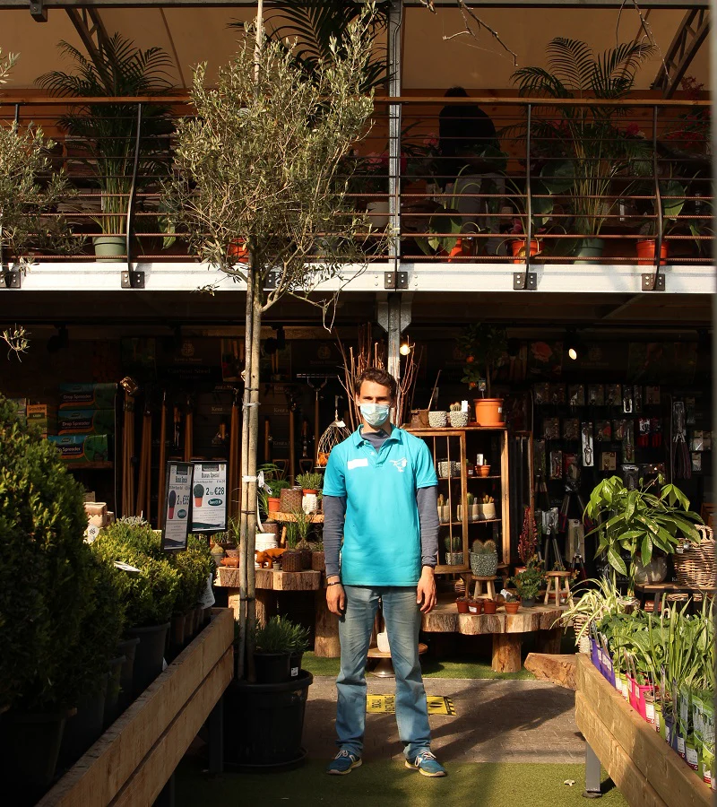 OLEA EUROPEA IN CVS CLT 70   CIRC. TR. 14 - 16 CM  STD