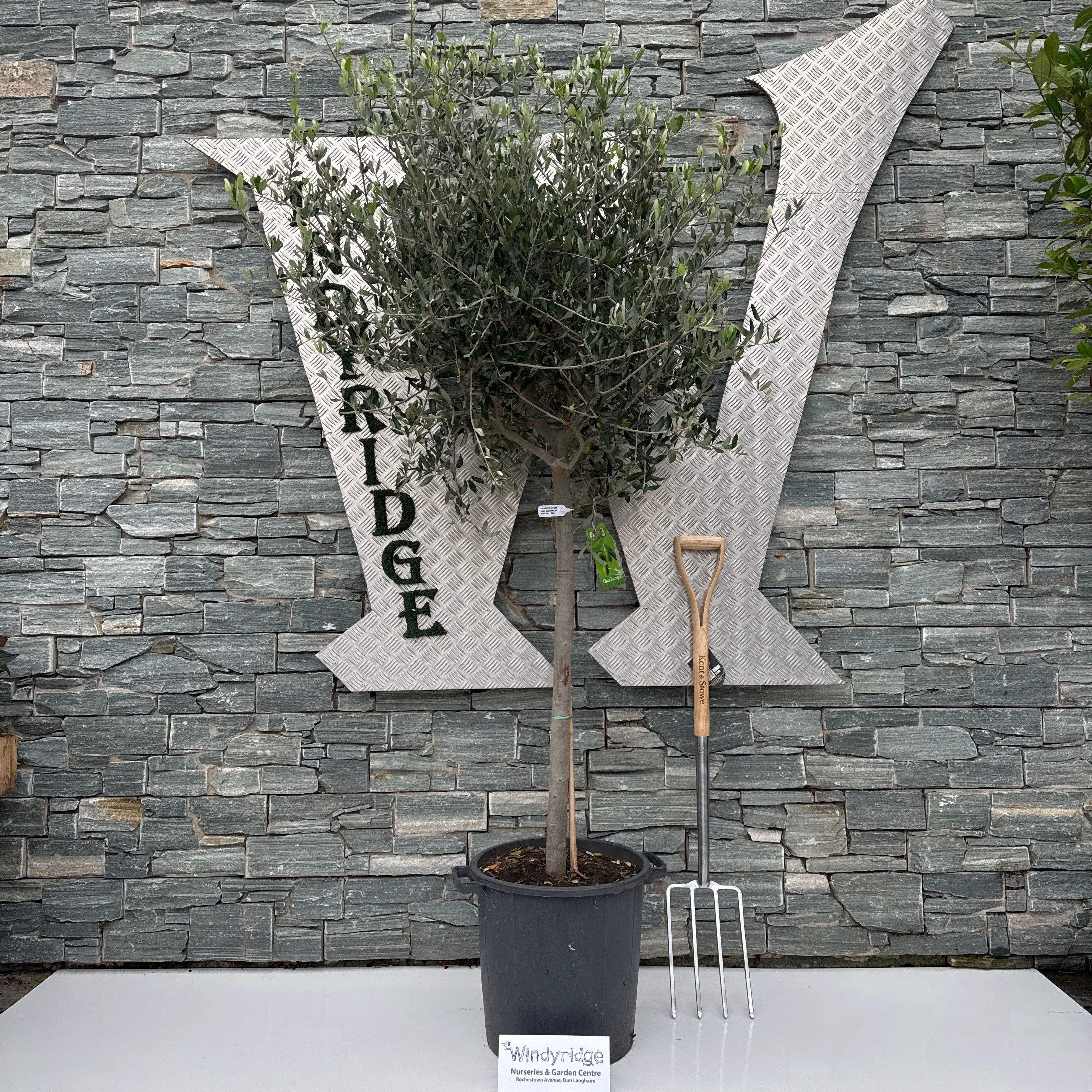 Olea Europaea on Stem 180cm