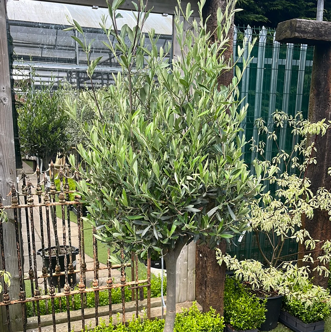 Olea Europeae Std - Image 2