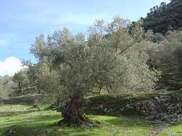 Olea Europeae Std - Image 2
