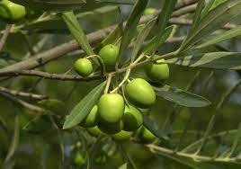 Olive Tree Olea europaea  (19cm Pot on Stem) - Image 2