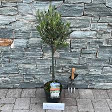 Olive Tree Olea europaea on stem - Image 2
