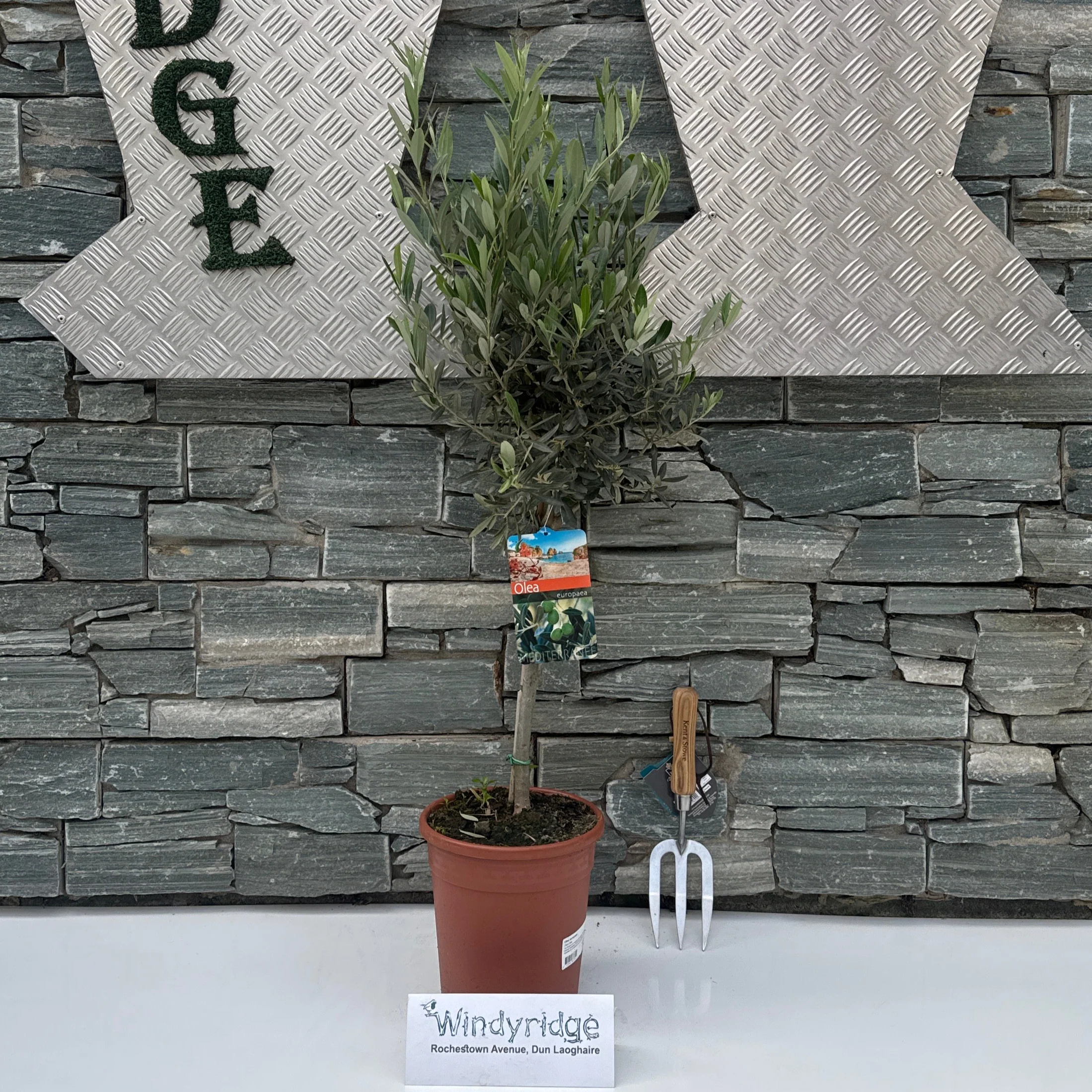 Olea europaea P21 50 CM STEM