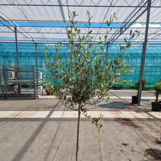 Olea europaea / P27 stem - Image 4
