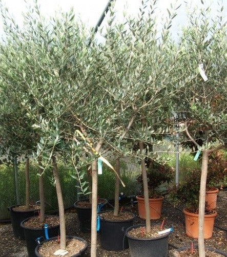 Olive Tree OLEA europea  10+   Std    25L - Image 2