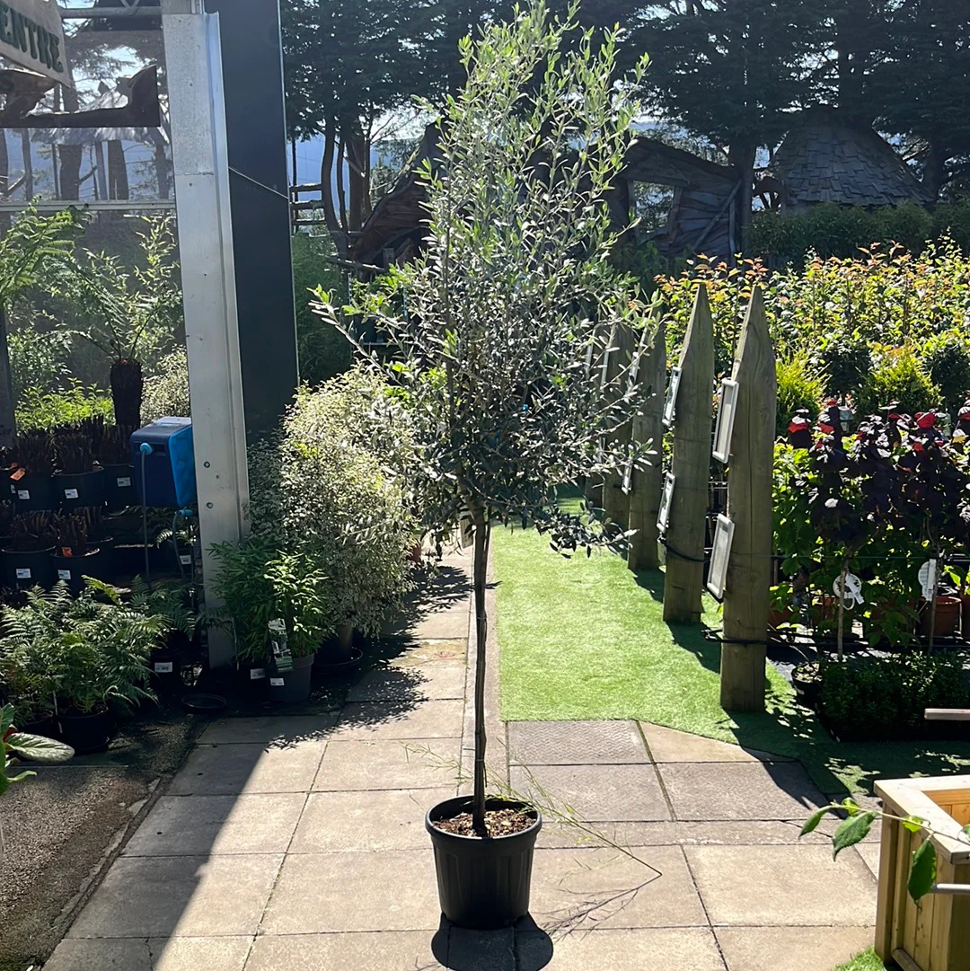 Olive Tree OLEA europea  10+   Std    25L - Image 4