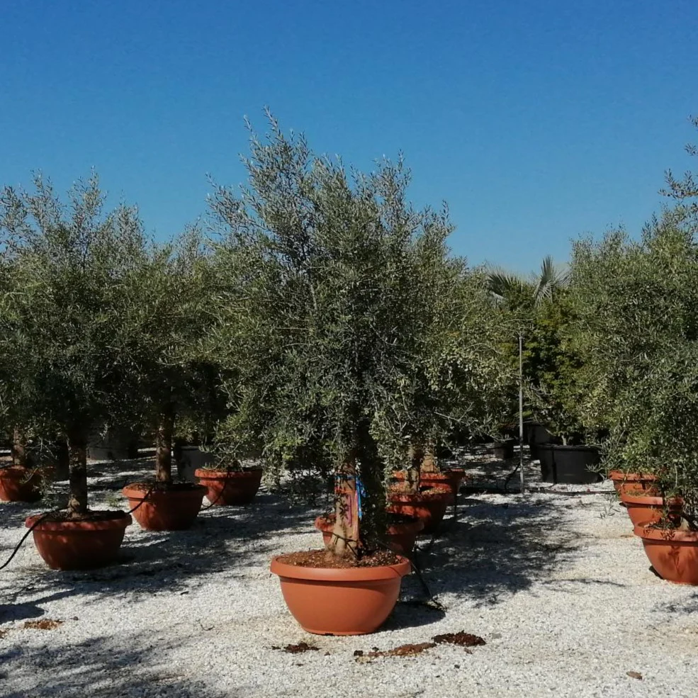 Olive Tree OLEA EUROPEA IN CVS CIOTOLA DIAM. 70 LT 90 CIRC. TR 40 - 60 CM 1/2 STD MULTITESTA - Image 4