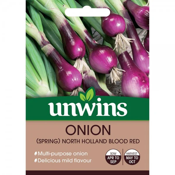 Onion Holland Blood Red