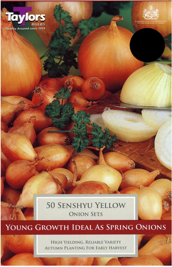 ONION SENSHYU YELLOW