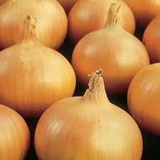 ONION STURON (YELLOW) 100 - Image 2