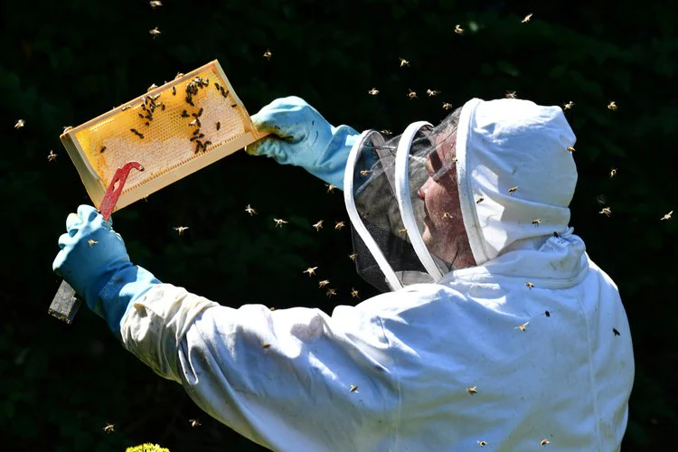 OpenHive x Windyridge Beekeeping Experience - Sat 28th Sep 2024 - Image 2