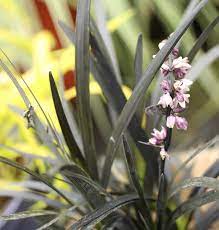 Ophiopogon plan. Niger  2.5 Ltr pot