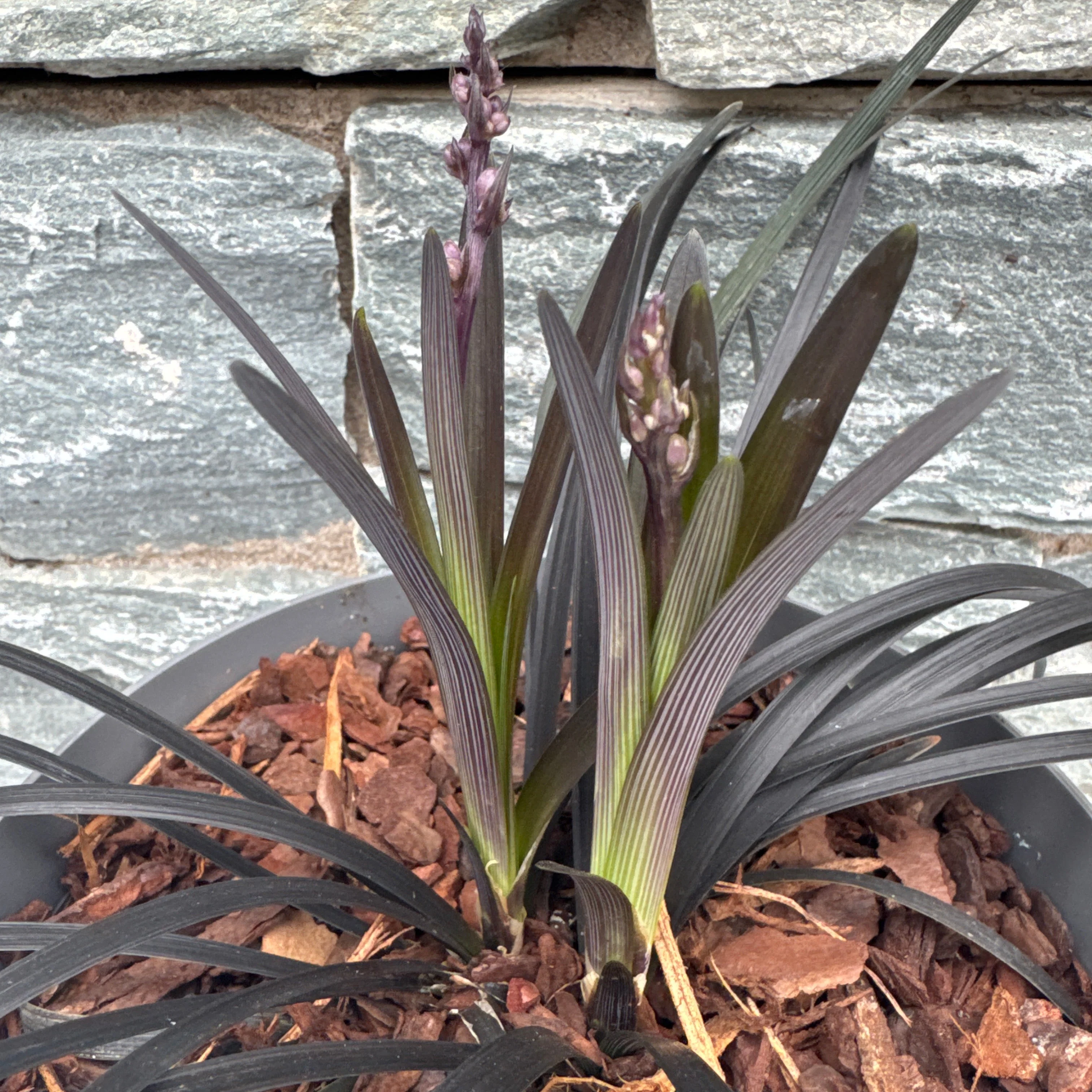 Ophiopogon plan. Niger  2 Ltr pot - Image 2