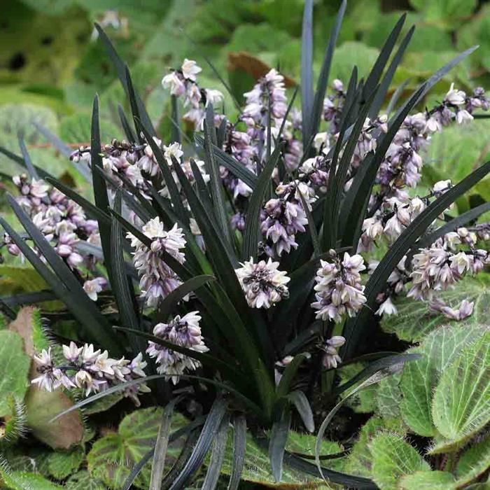 Ophiopogon plan. Niger  3 Ltr pot
