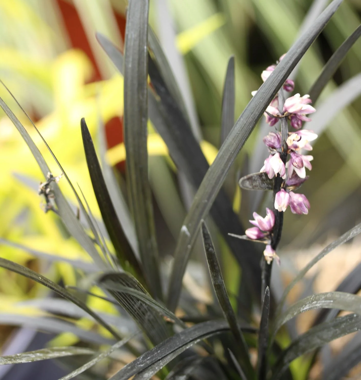 Ophiopogon plan. Nigrescens