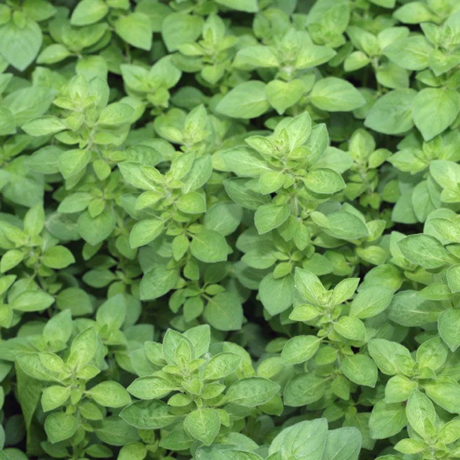 Oregano