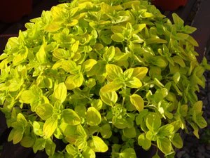 Oregano  Golden - Image 2
