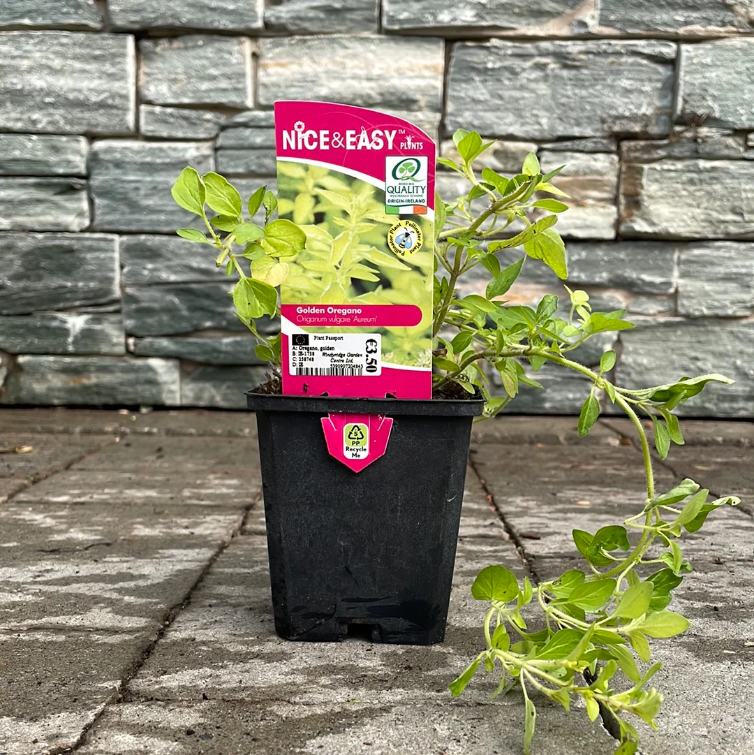 Oregano, golden