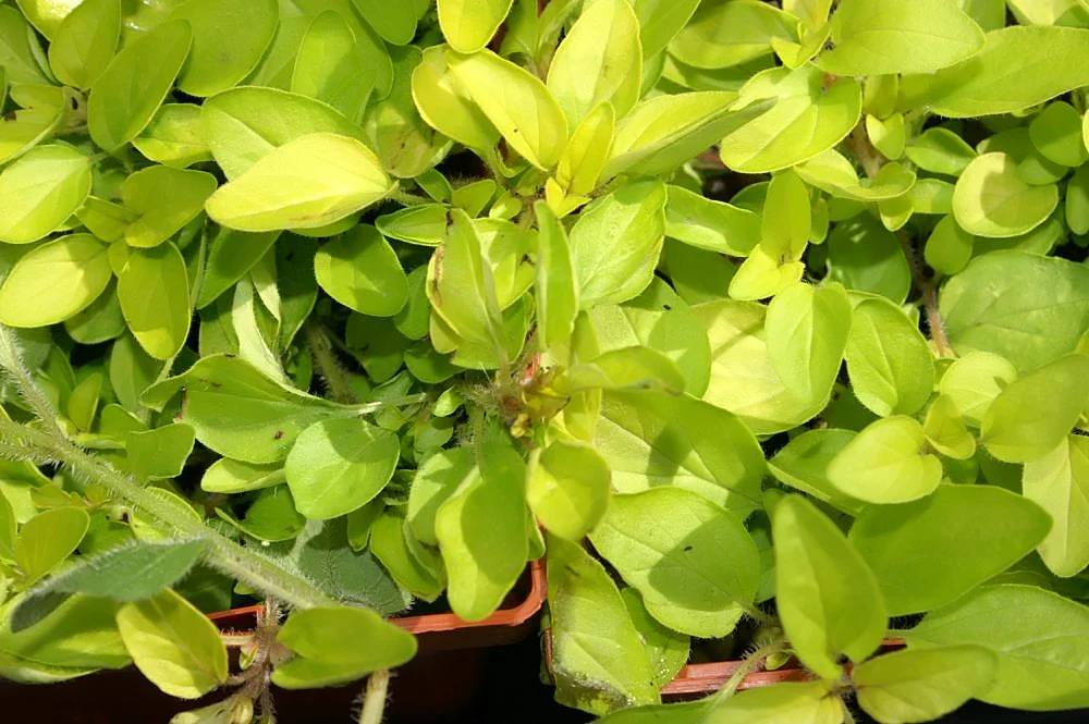 Oregano, golden - Image 2