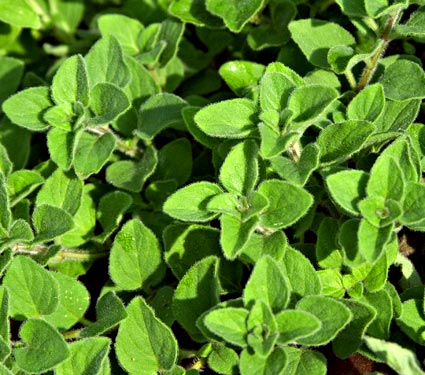 Oregano 'Hot n Spicy' - Image 2