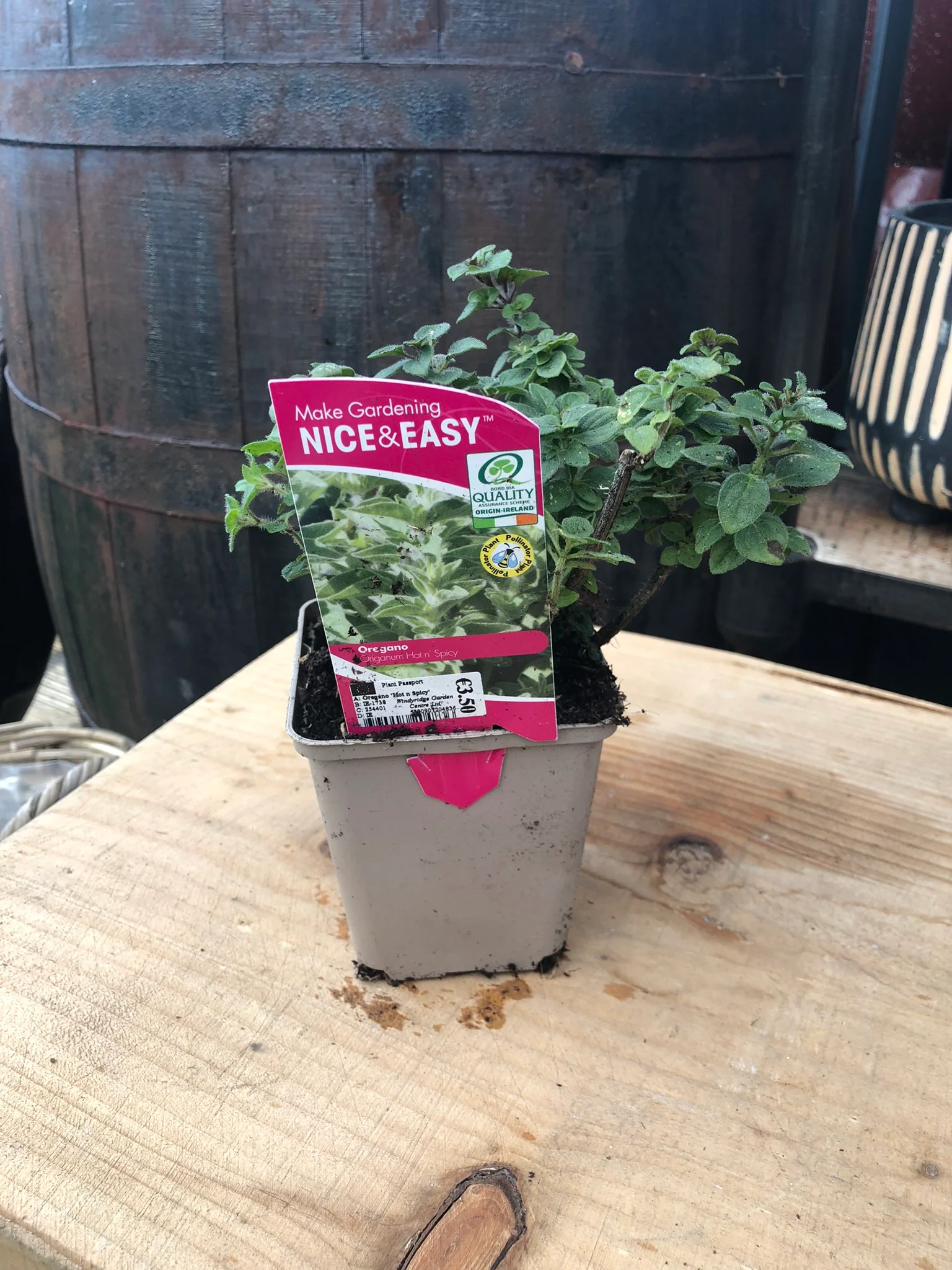 Oregano 'Hot n Spicy' - Image 3