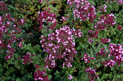 Origanum vulg. Compactum - Image 2