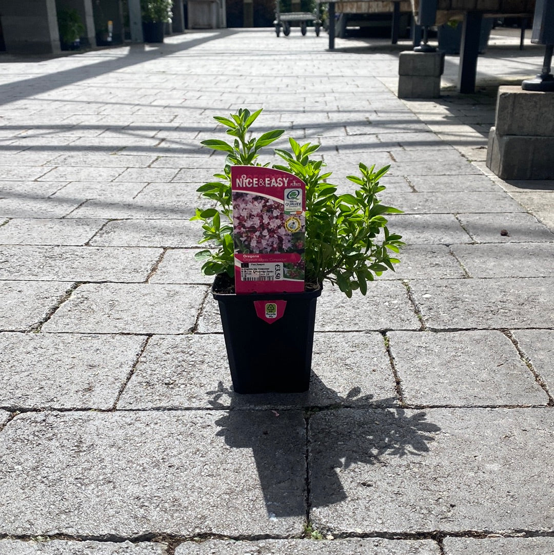 Origanum vulg. Compactum - Image 3