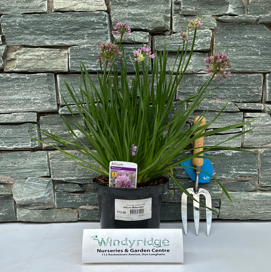 Ornamental Onion Allium Millenium (3Ltr Pot) - Image 2