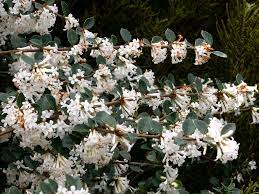 Osmanthus delavii - Image 3