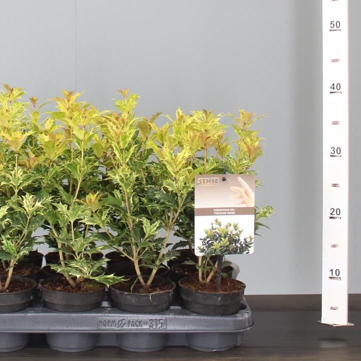 Osmanthus heter. Goshiki  P10.5 - Image 2
