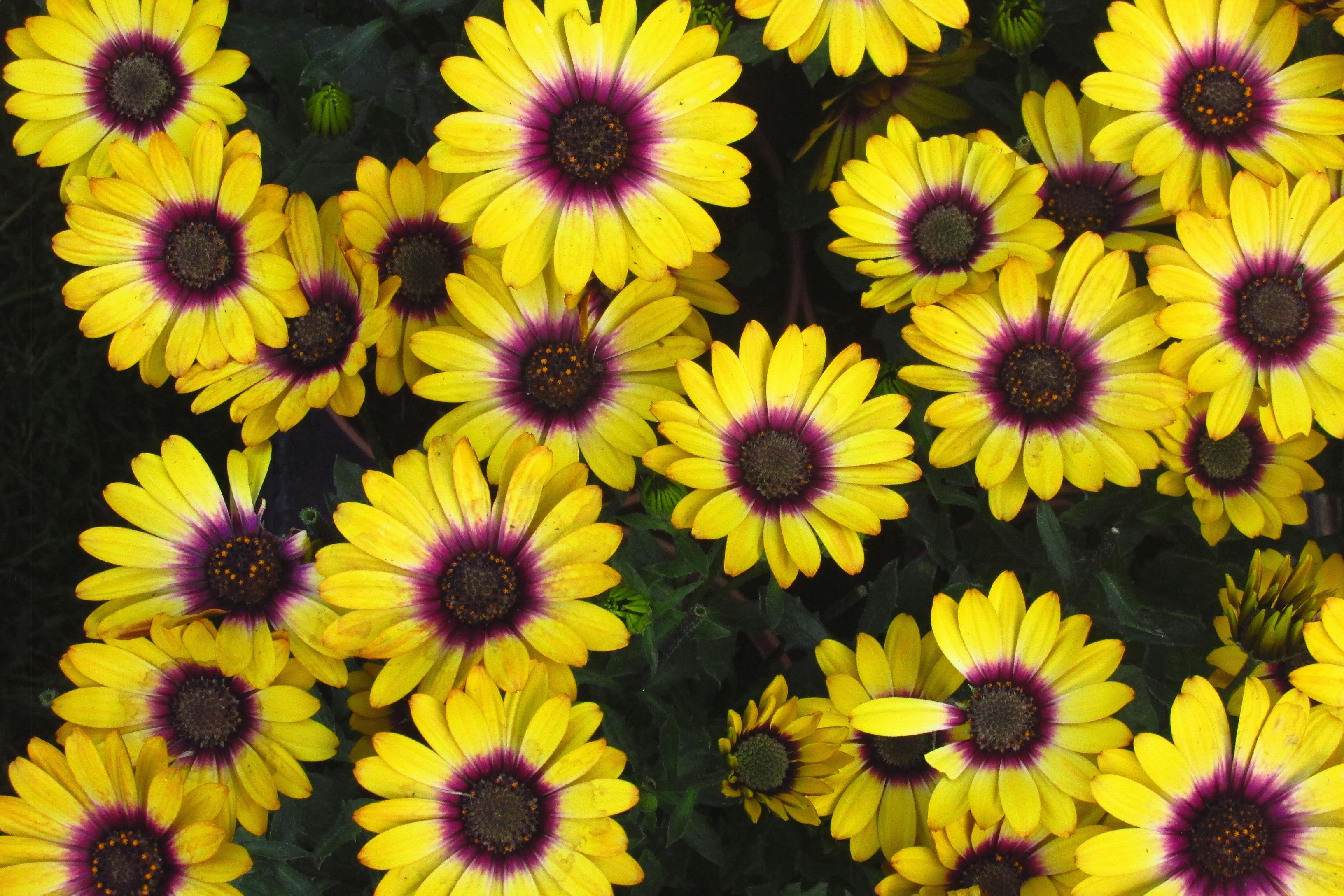 Osteospermum Blue Eyed Beauty - Image 3